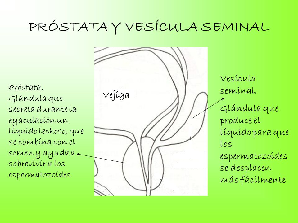 vesicula seminal aparato reproductor masculino funcion